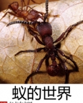 蚁的世界
